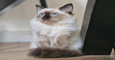 Ragdoll cats - Advert 13