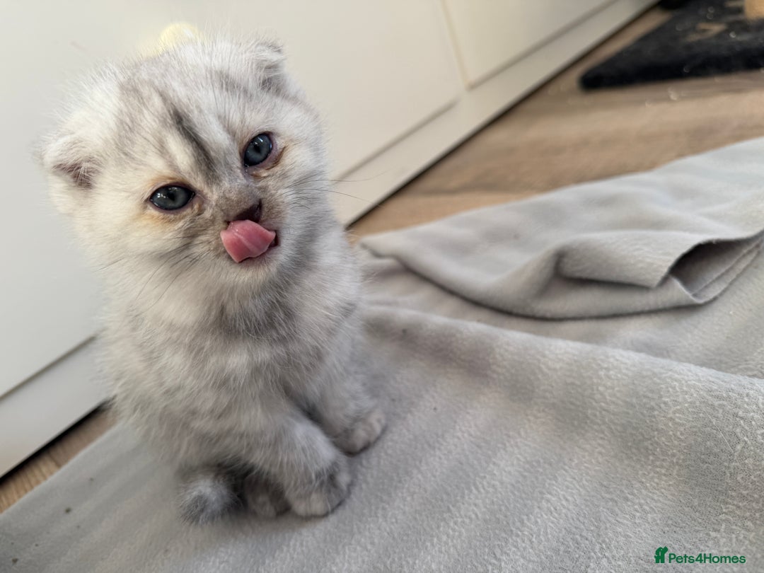 Scottish Fold cats for sale: Scottish fold/straight boy kitten - Advert 9