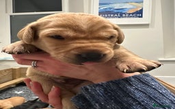 Labrador Retriever dogs for sale: Beautiful Labrador Retriever puppies - Image 3