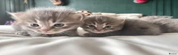Ragdoll cats for sale: 2 British short hair x Ragdoll kittens - Advert 11