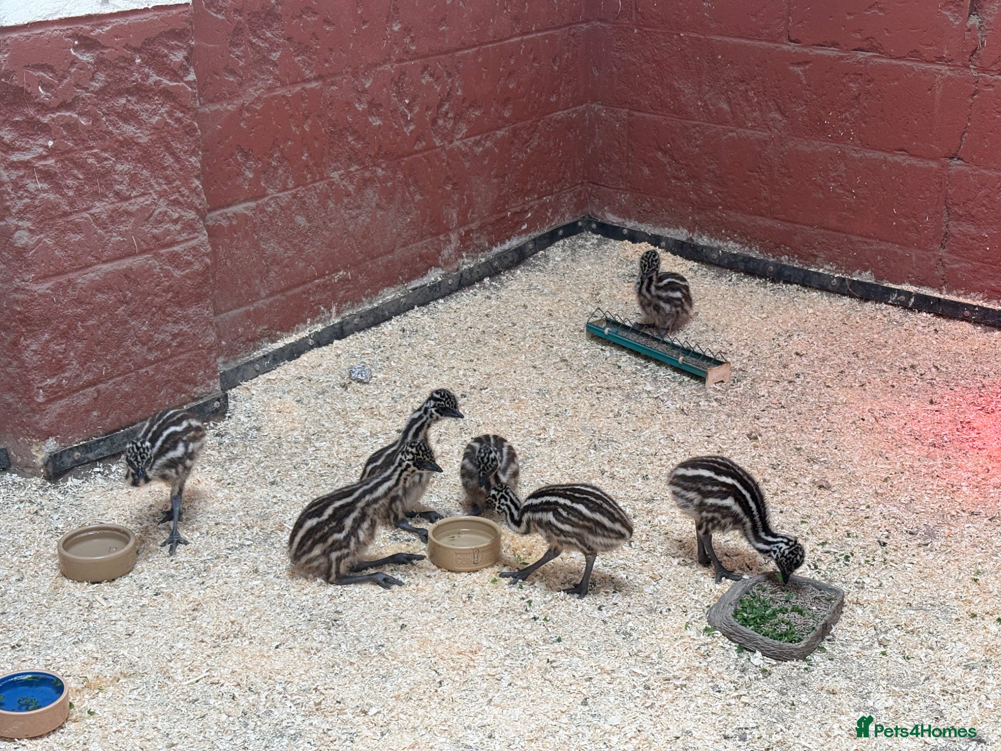 Emus poultry Emu Chicks - Advert 11