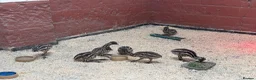 Emus poultry for sale: Emu Chicks - Advert 9