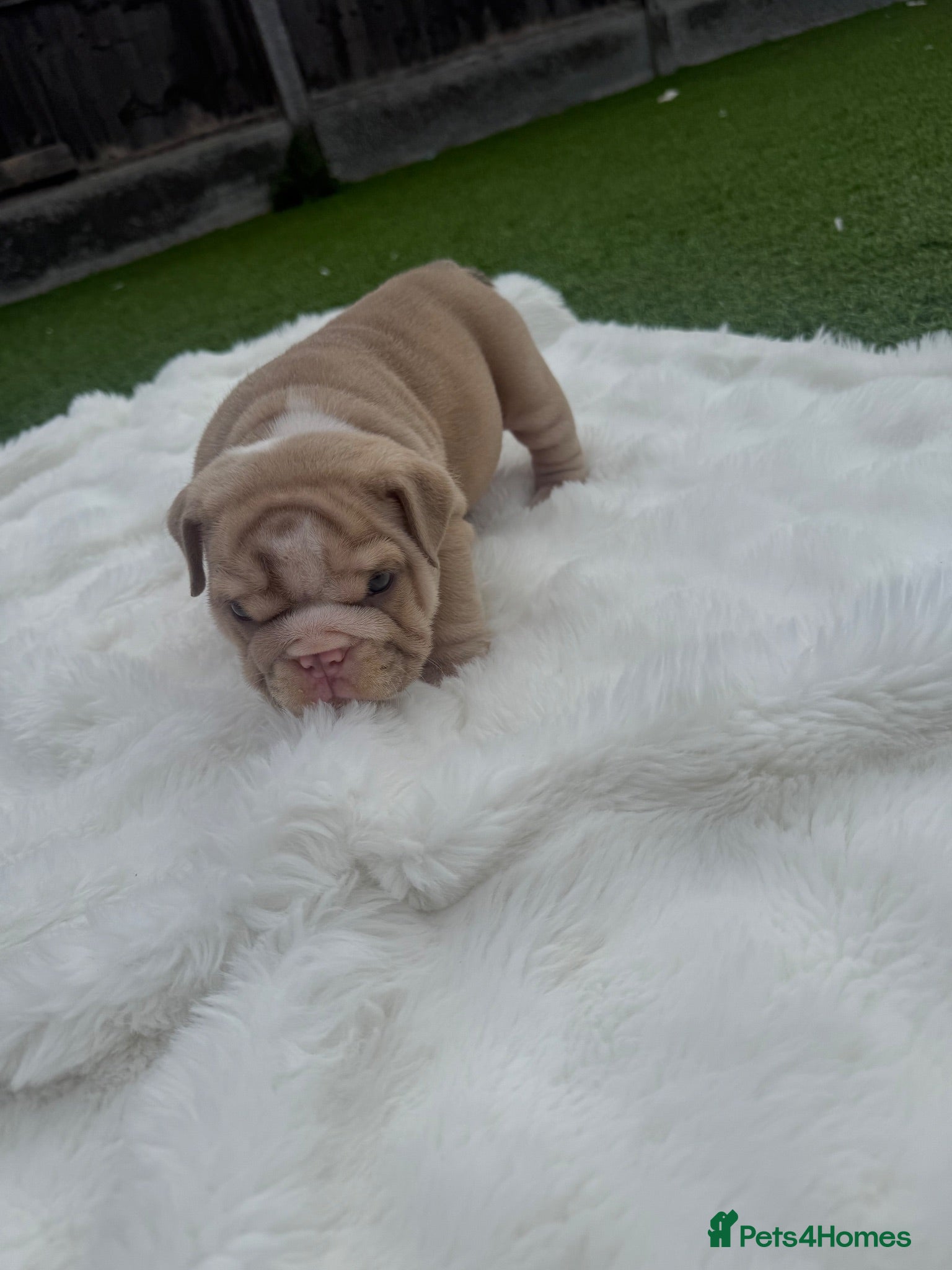 English Bulldog dogs 3wk old English bulldog puppies  - Advert 1