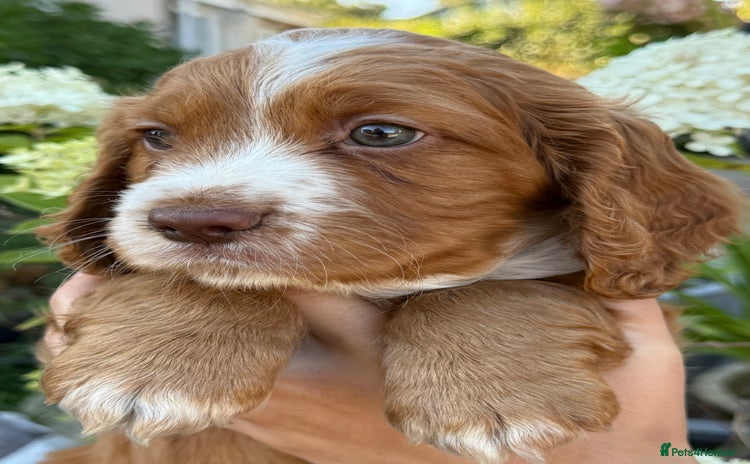 Cocker Spaniel dogs - Advert 1