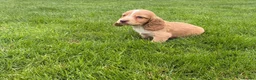 Cocker Spaniel dogs for sale:  show type cocker spaniel puppies🐾 - Advert 13