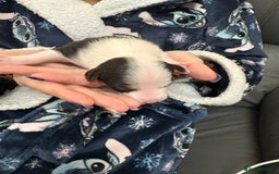 Mixed Breed dogs for sale: jackhuahua Pups - Image 14