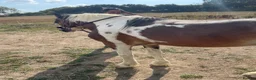 Irish Cob horses for sale: Irish cob in Pulborough - Advert 8
