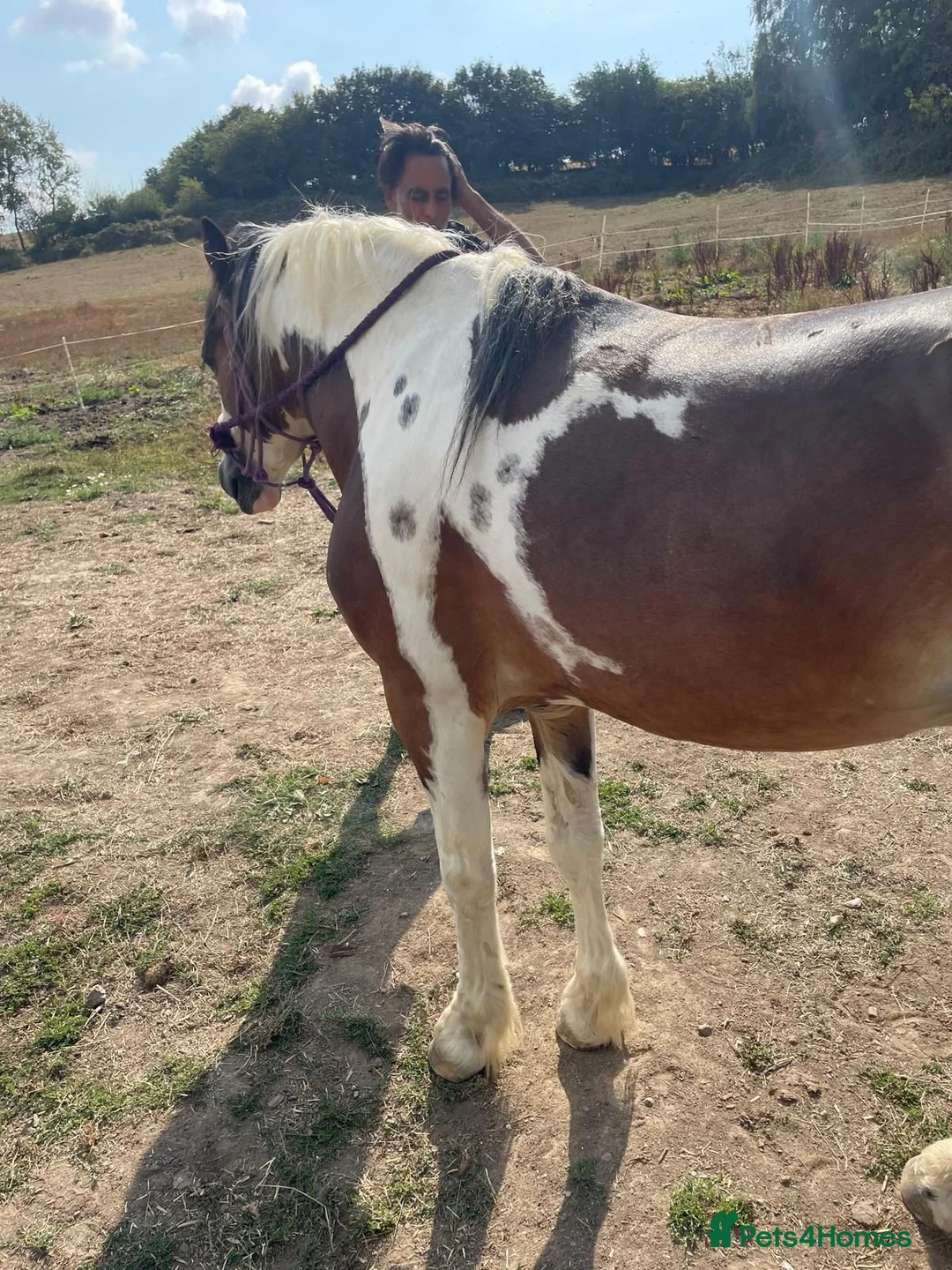 Irish Cob horses for sale: Irish cob in Pulborough - Advert 8