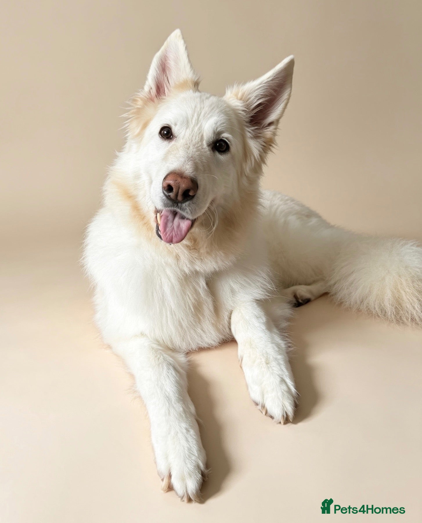 German Shepherd dogs Winter - Advert 6