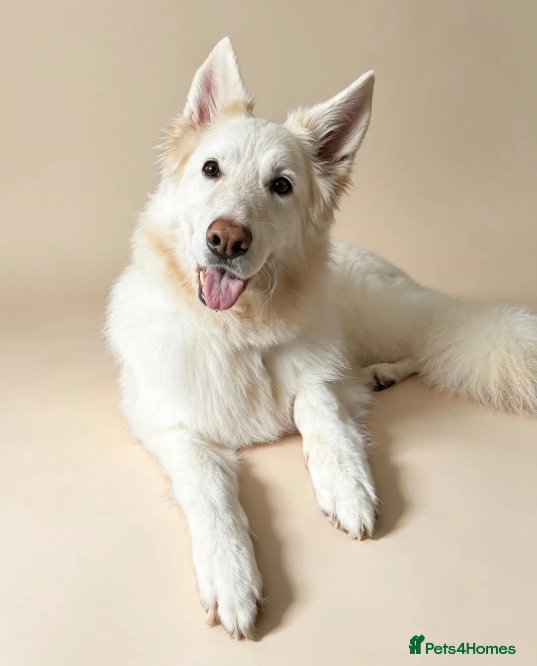 German Shepherd dogs for adoption: Winter - Advert 1