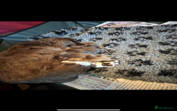 Shih Tzu dogs for stud: Shih tzu stud proven  in Glasgow - Image 8