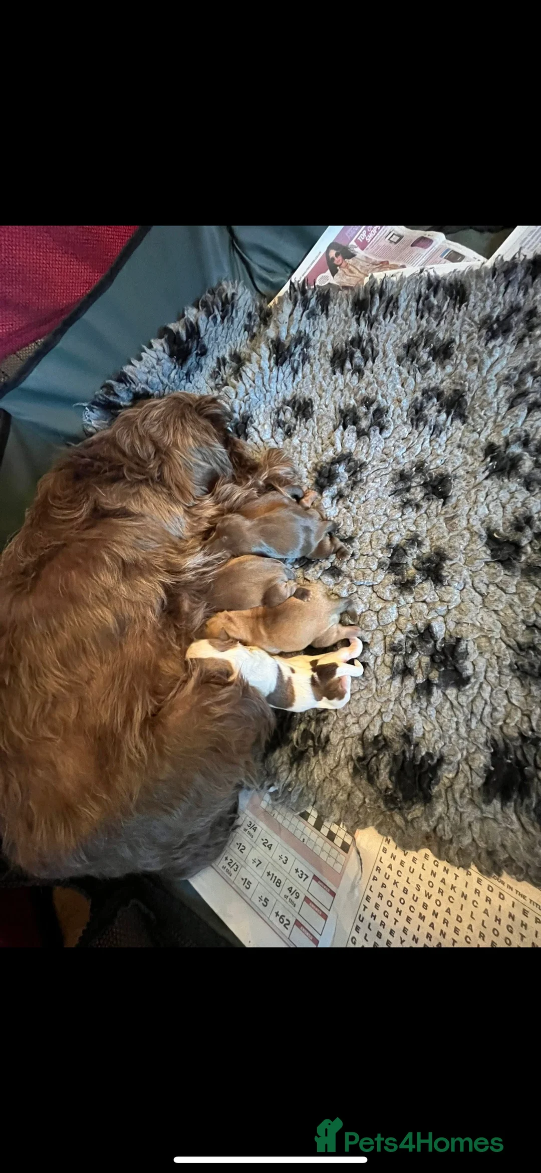 Shih Tzu dogs for stud: Shih tzu stud proven  in Glasgow - Advert 8