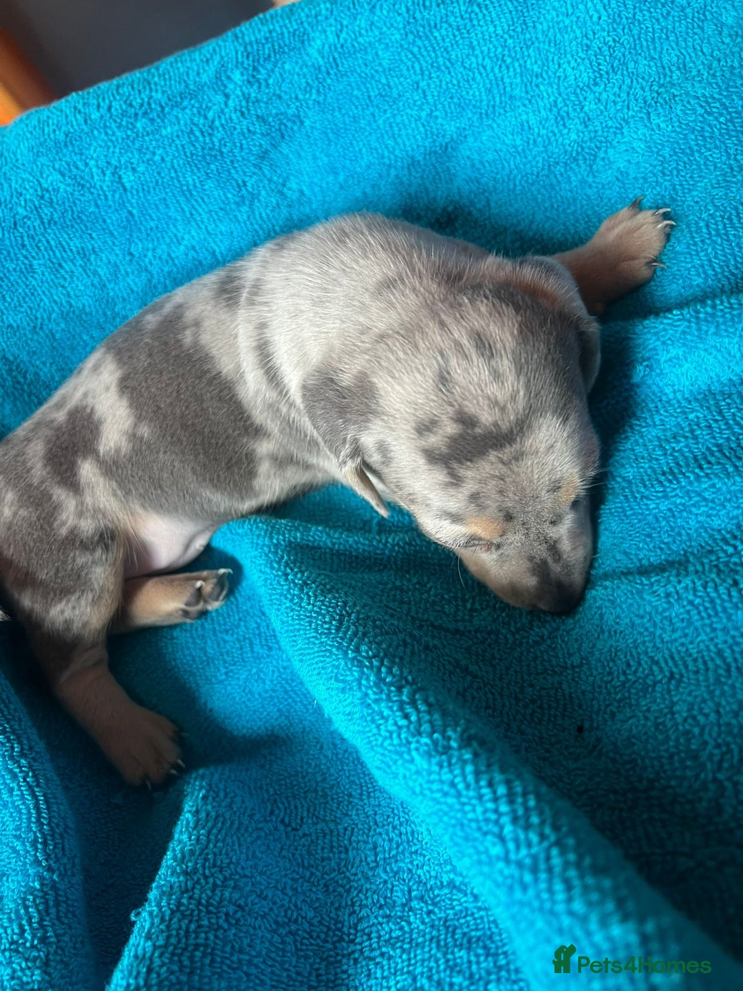 Miniature Dachshund dogs for sale: 4 male miniature Dachshund puppies for sale  - Image 6