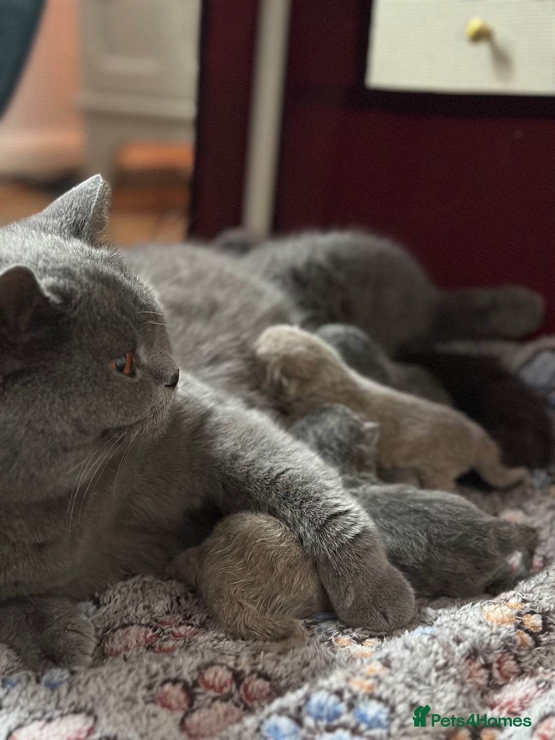 British Shorthair cats for sale: Blue British shorthair Female 7 months  - Advert 5