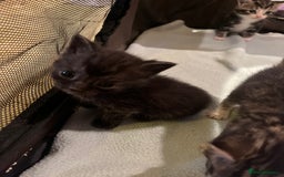 Mixed Breed cats for sale: Mixed Breed Kittens 🐈‍⬛ 🐾  - Image 5
