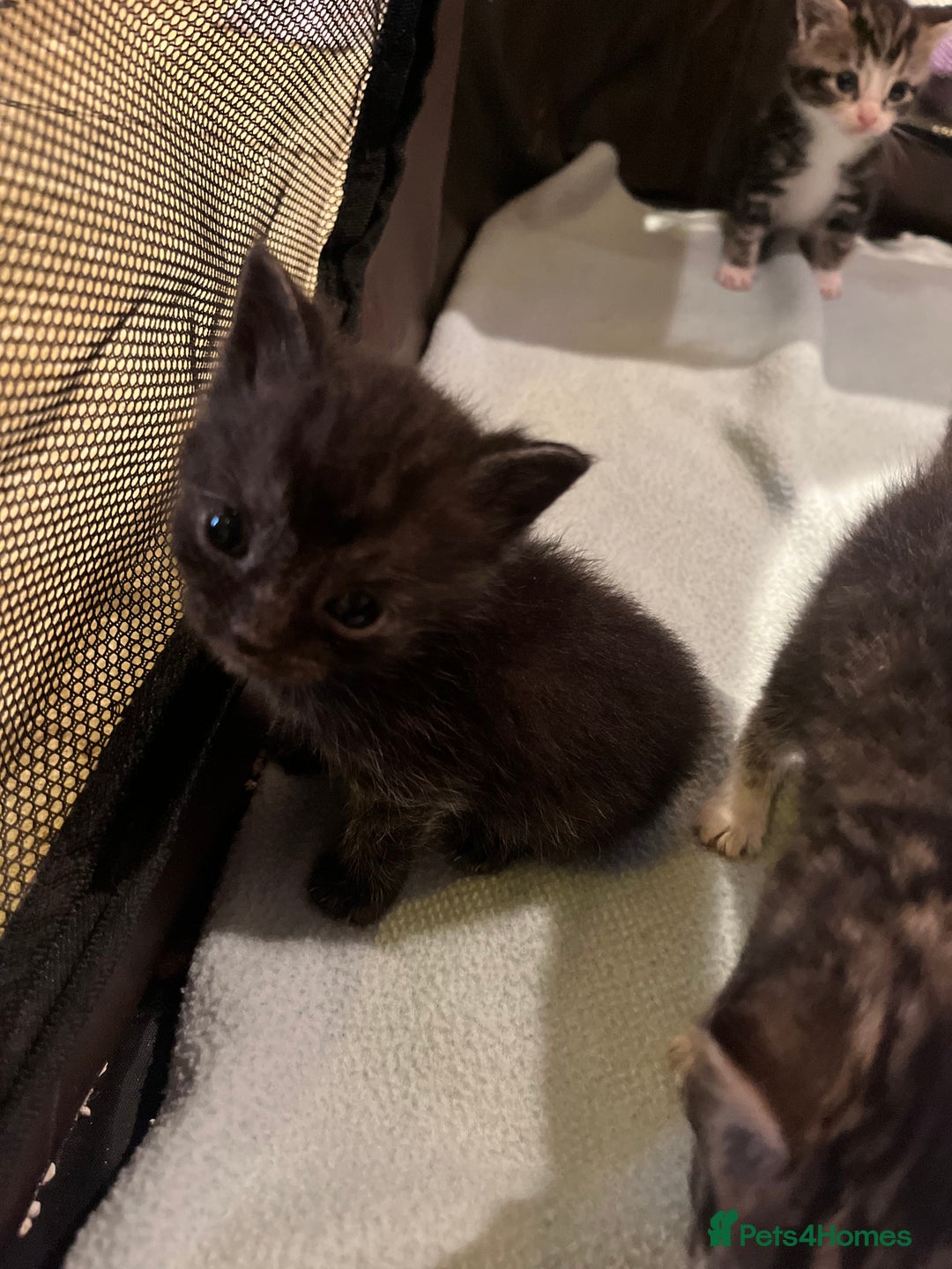 Mixed Breed cats for sale: Mixed Breed Kittens 🐈‍⬛ 🐾  - Image 5