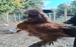 Chickens poultry for sale: Silkie chickens POL - Image 3