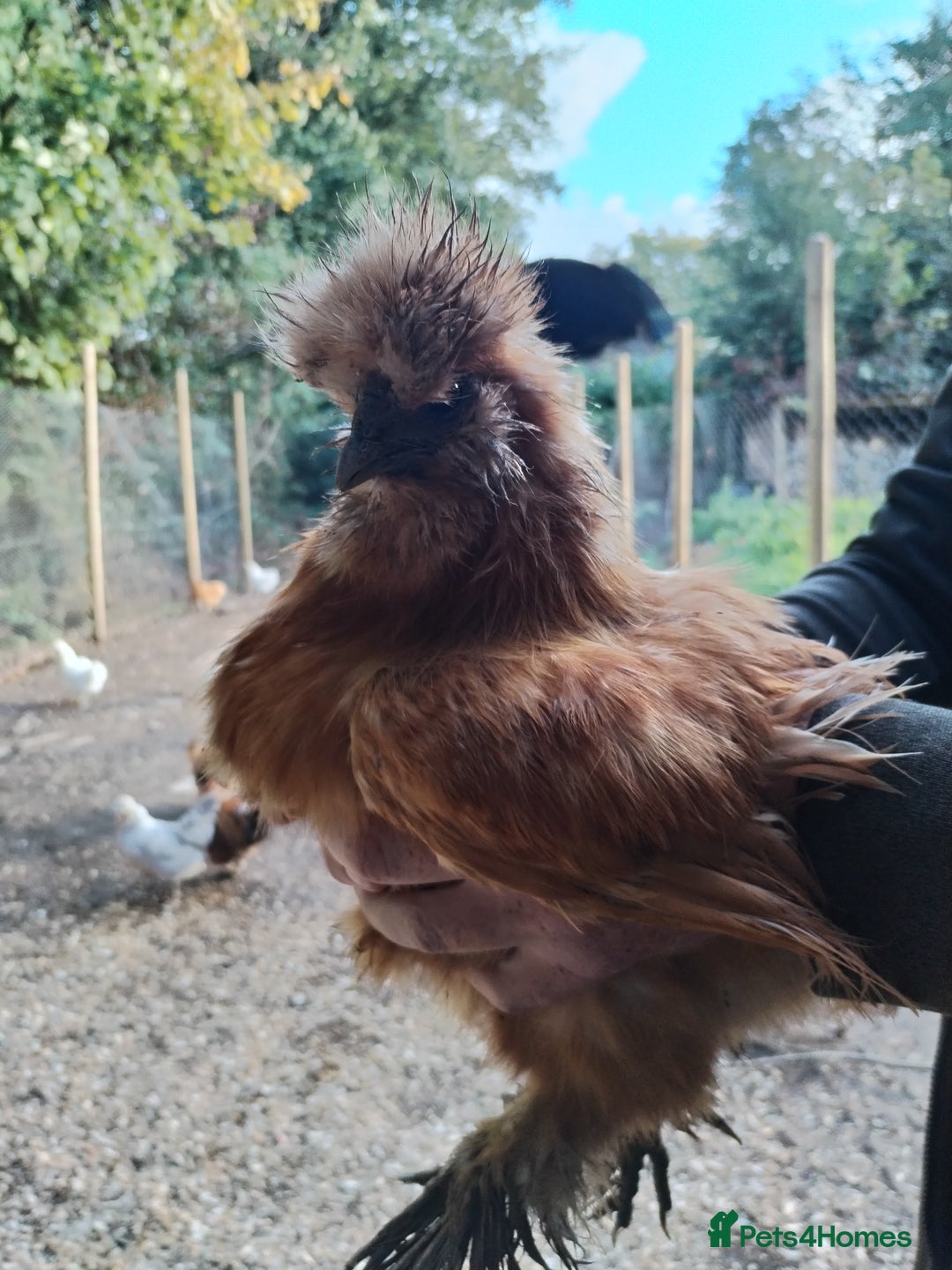 Chickens poultry for sale: Silkie chickens POL - Image 3