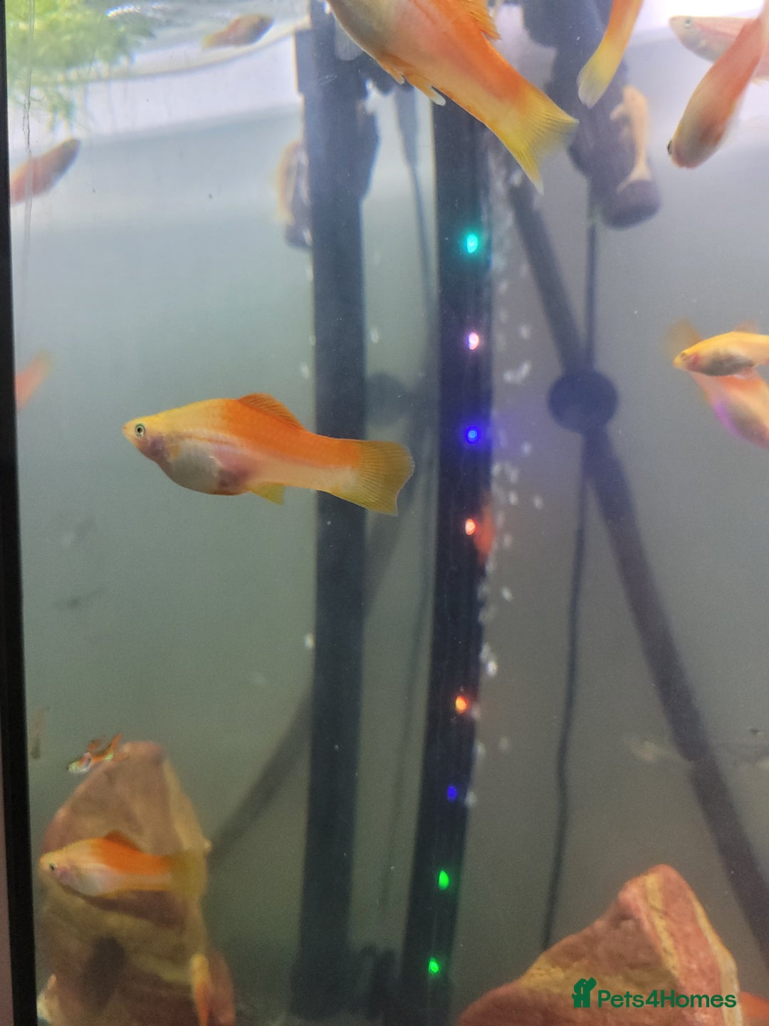 Swordtails fish for sale: Male and female Swordtails pairs also baby mollys - Advert 3