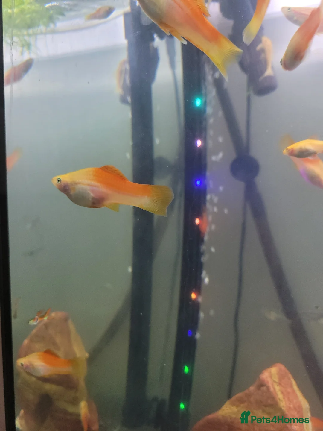 Swordtails fish for sale: Swordtails pairs, baby plecos an baby mollys  - Advert 3