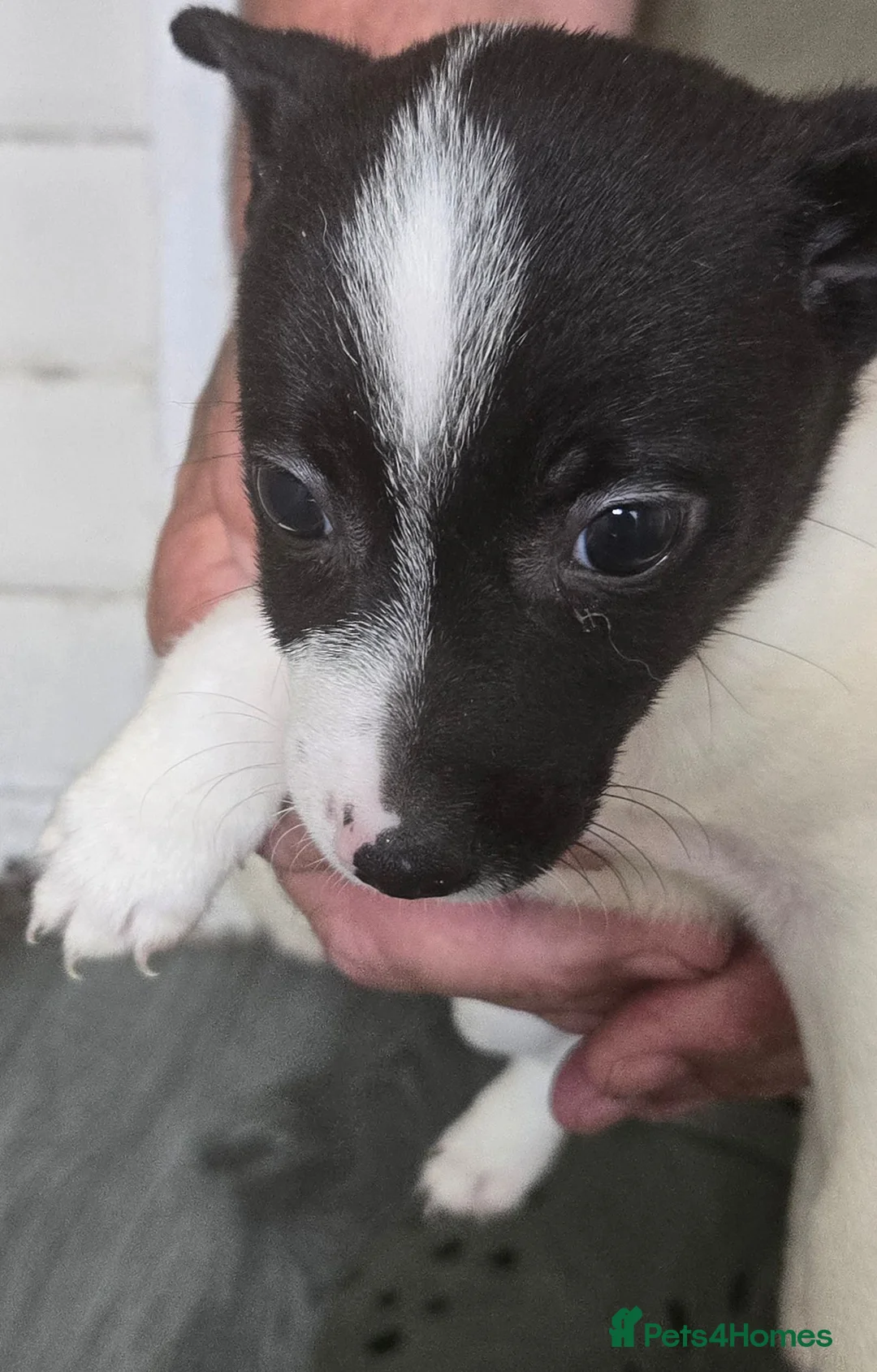 Mixed Breed dogs for sale: Jackrusell x German spitz klein - Advert 5