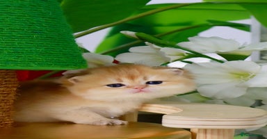 British Shorthair cats ✨Golden British Shorthair ready December✨ - Advert 14