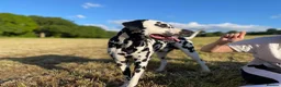 Dalmatian dogs for stud: 7yr Old Dalmatian  - Advert 2