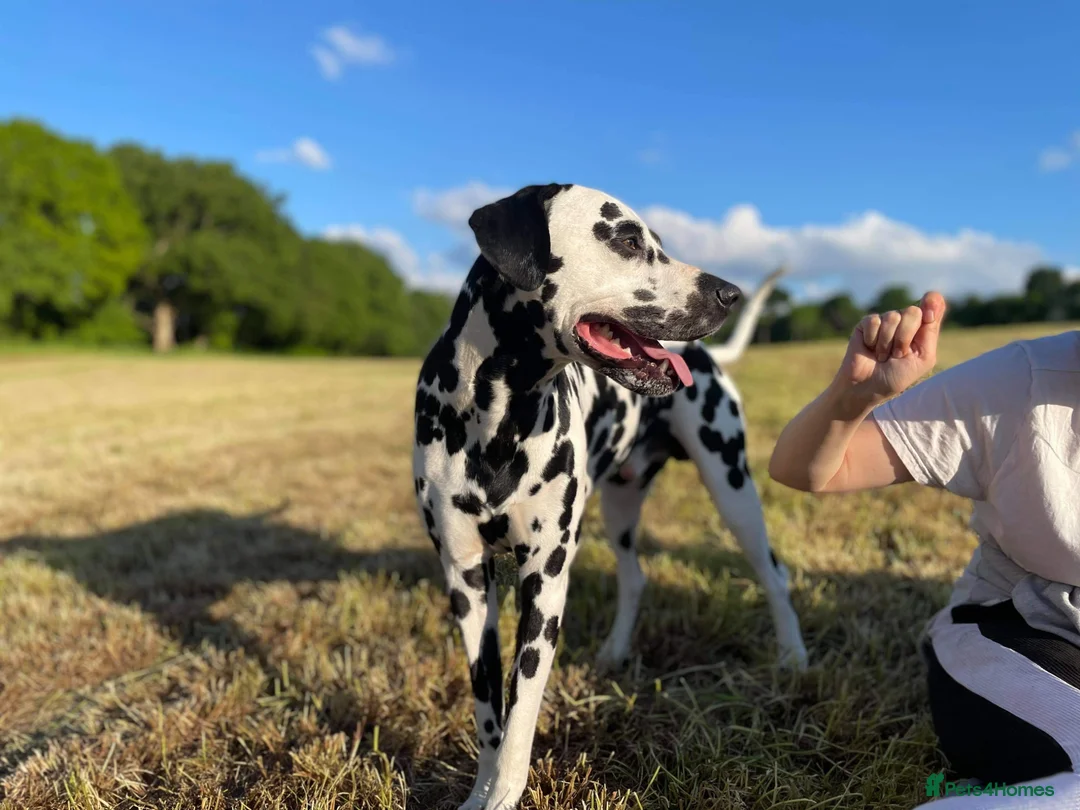 Dalmatian dogs for stud: 7yr Old Dalmatian  - Advert 2