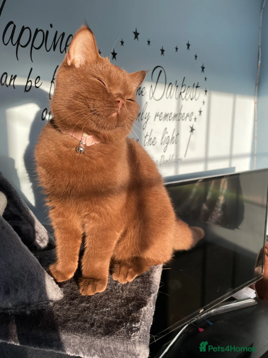 British Shorthair cats for sale: Coco, Chocolate British Short Hair in Sheffield - Advert 1