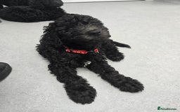 Goldendoodle dogs for sale: Ready Now ! F1B Standard Goldendoodle!  - Image 12
