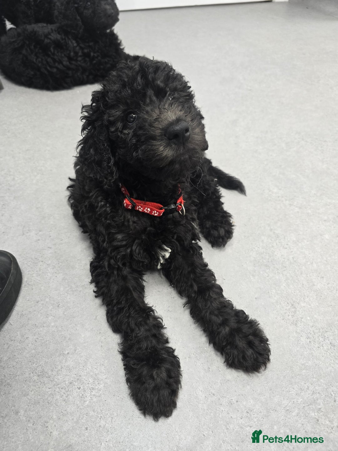 Goldendoodle dogs for sale: Ready Now ! F1B Standard Goldendoodle!  - Image 12