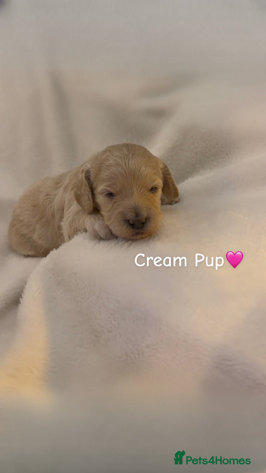 Cavapoo dogs for sale: F2B Cavapoos- Rare Chocolates & liver Noses ❤️🐾 - Advert 2