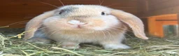 Dwarf Lop rabbits for sale: Bonded male pair of dwarf lops - Advert 3