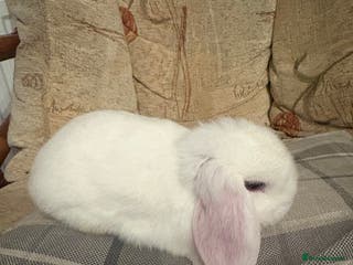 Mini Lop rabbits Gorgeous Mini Lop Baby Bunnies - 2 left - Advert 1