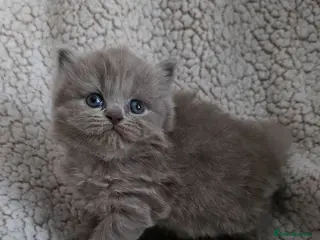British Shorthair cats Beautiful champion GCCF British Shorthair Kittens - Advert 3