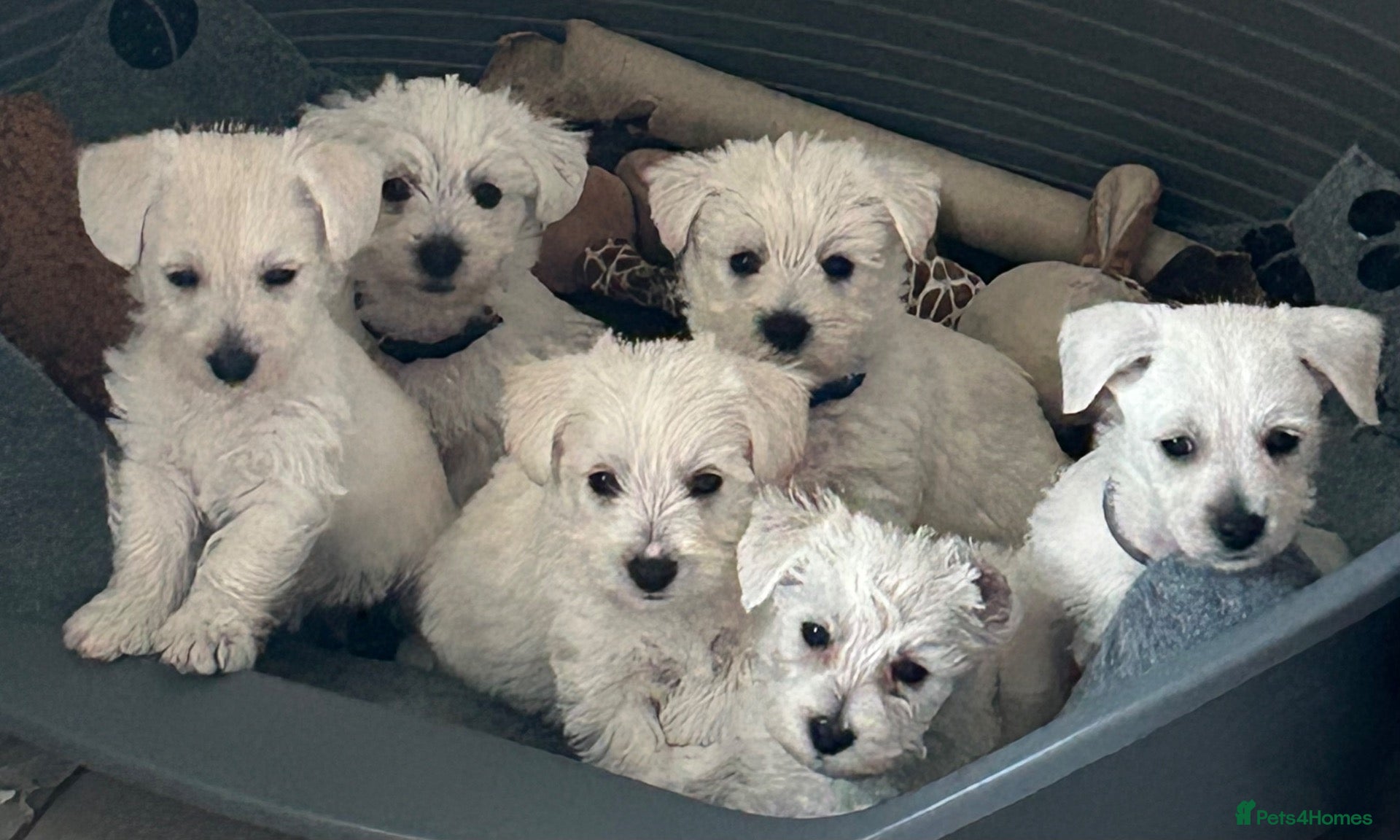 Westiepoo dogs Beautiful Westiepoo pups - Advert 1