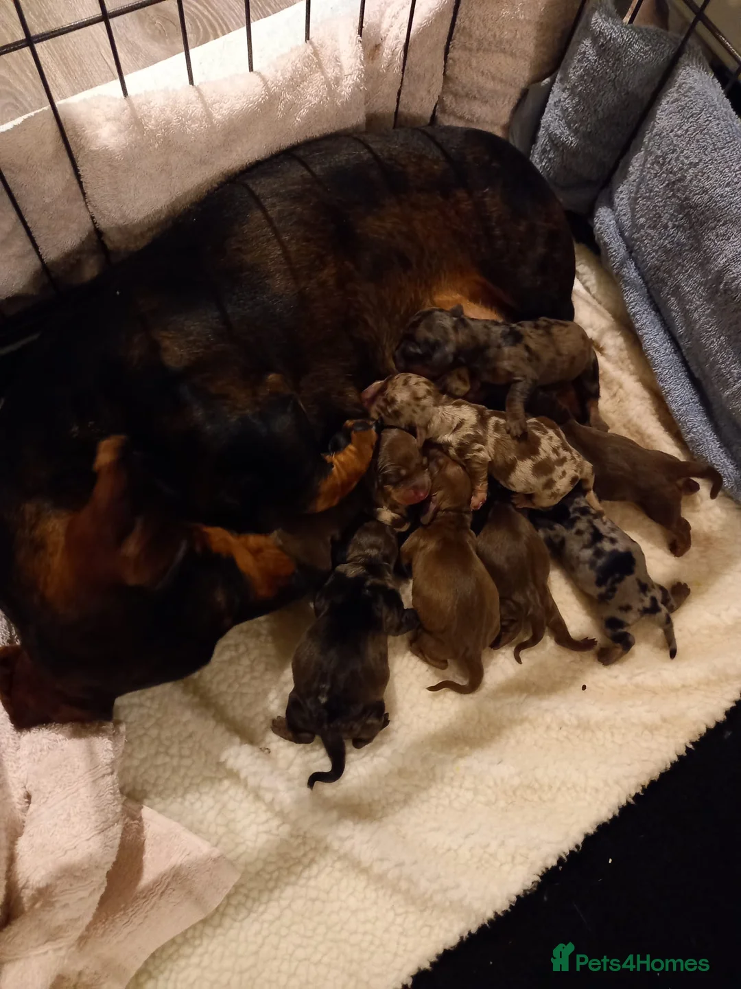 Miniature Dachshund dogs for stud: STUNNING MINIATURE DACHSHUND AVAILABLE AT STUD in Grays - Advert 16