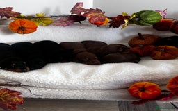 Miniature Dachshund dogs for sale: Miniature Smooth Dachshund Puppies  - Image 14