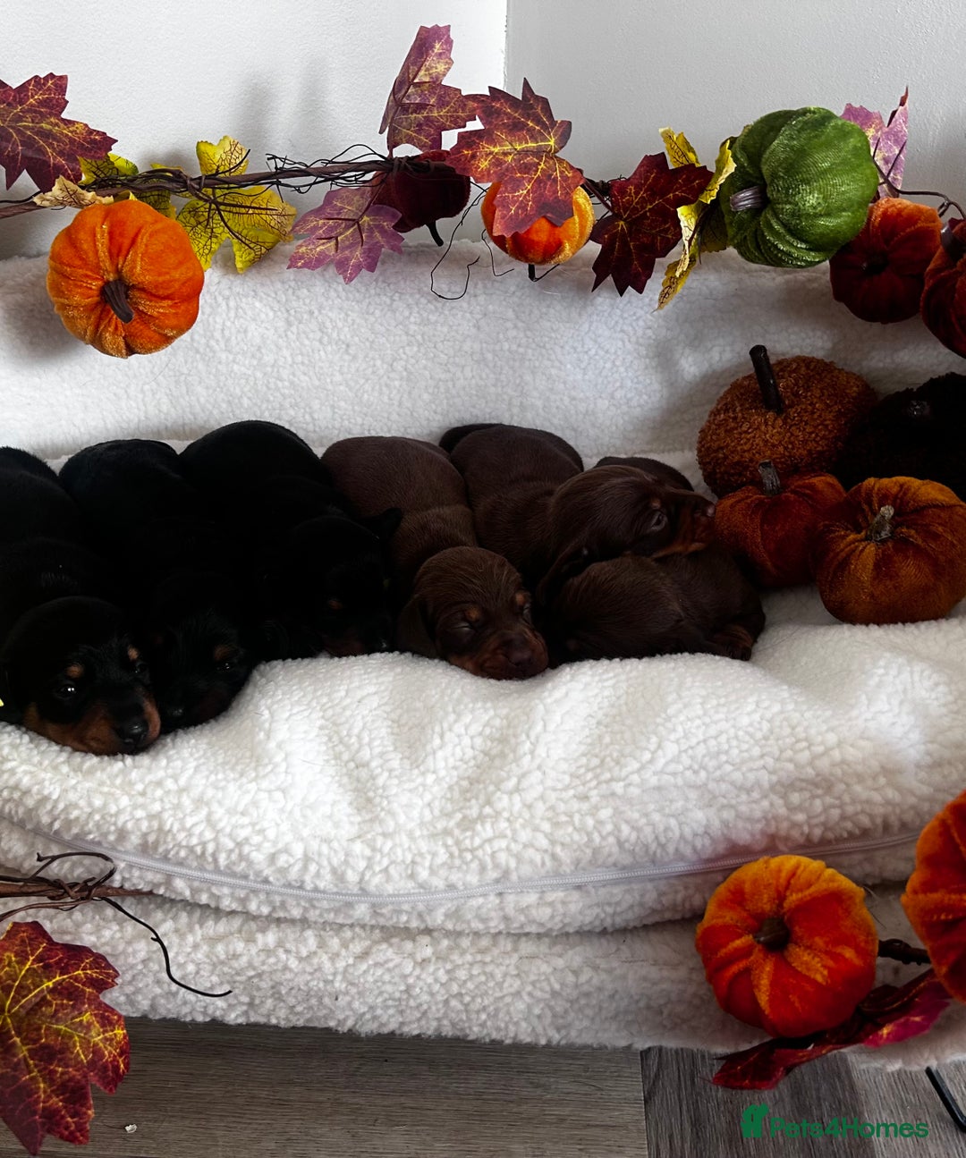 Miniature Dachshund dogs for sale: Miniature Smooth Dachshund Puppies  - Image 14