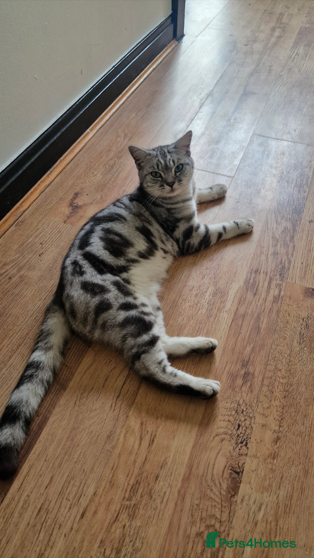 British Shorthair cats for sale: Silver Classic Tabby British Shorthair - Advert 3