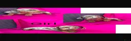 Miniature Dachshund dogs for sale: Miniature dachshunds  - Advert 4