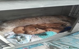 Cockapoo dogs for sale: Adorable cockapoo puppies for sale  - Image 8