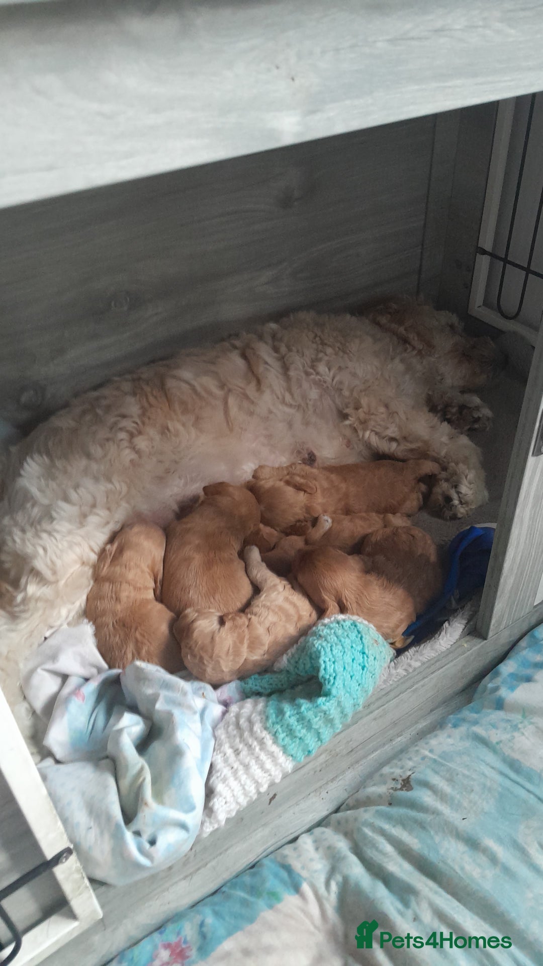 Cockapoo dogs for sale: Adorable cockapoo puppies for sale  - Image 8