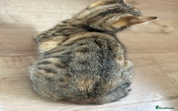 Bengal cats for sale: 3month Bengal x female  - Image 5