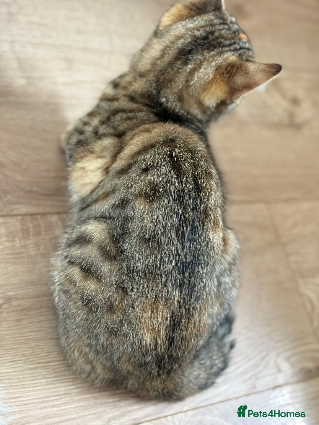 Bengal cats for sale: 3month Bengal x female  - Image 5