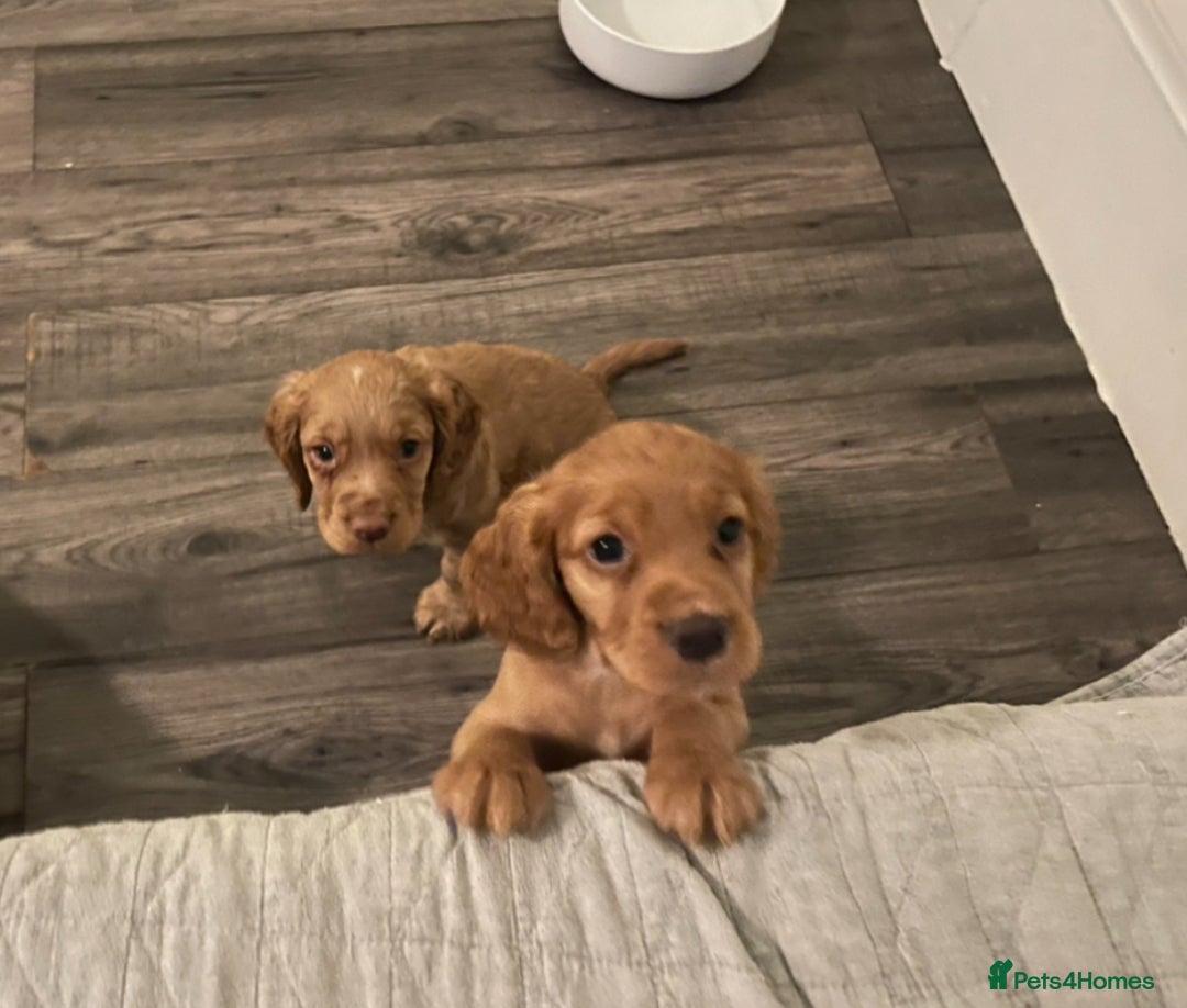 Cocker Spaniel dogs for sale: Cocker Spaniel puppies kennel club registered - Advert 8