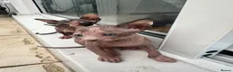 Sphynx cats for sale: Adorable sphinx kittens - Advert 19