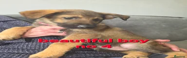 Mixed Breed 4