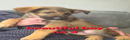 Mixed Breed dogs for sale: GERMAN SHEAPARD X ALASKAN MALAMUTE - Advert 6