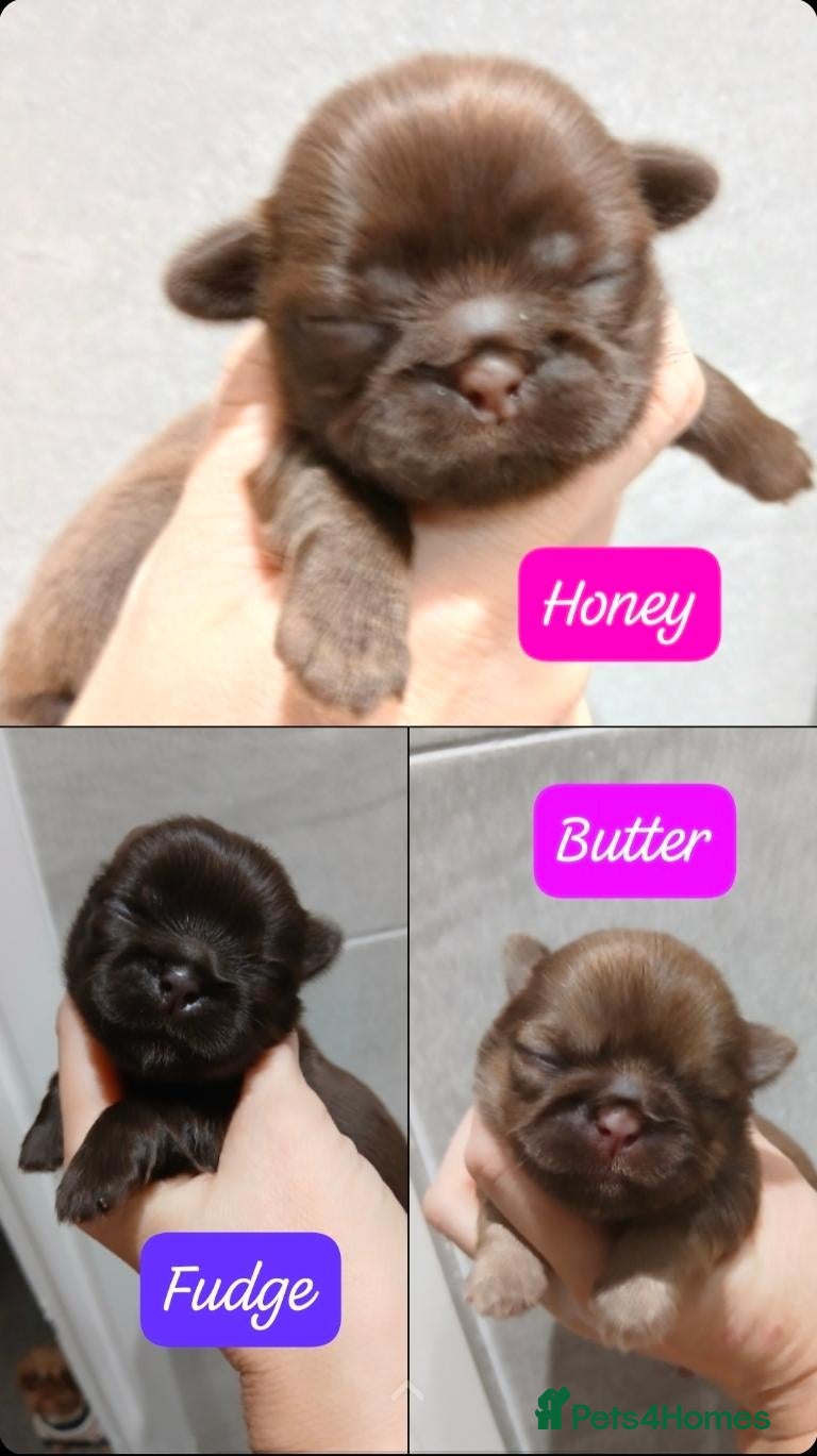 Shih Tzu dogs for sale: 🍫KC REG CHOC & LILAC BABIES🍫 - Advert 10